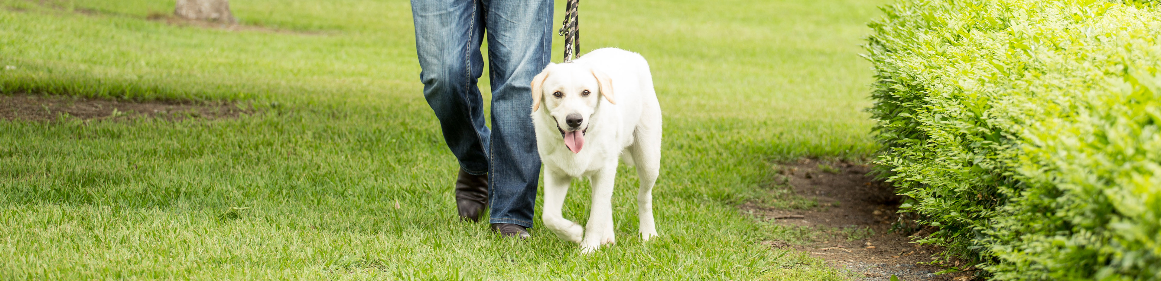 Nick walking his dog Jack in a park